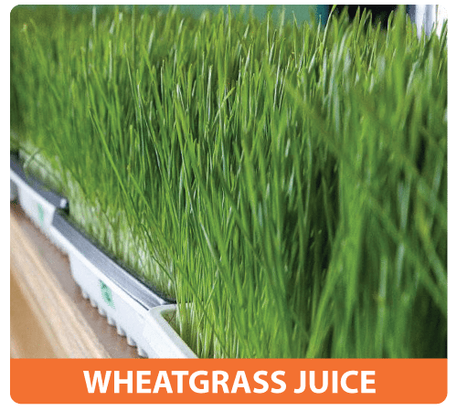 wheatgrass juice